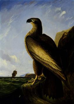 John James Audubon : Washington sea eagle